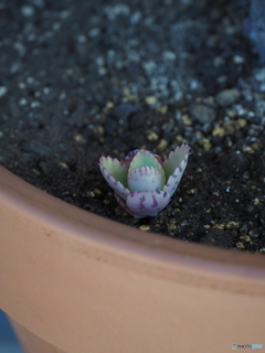 芽吹き