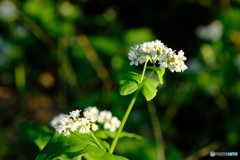 そばの花