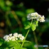 そばの花