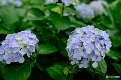 紫陽花