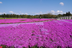 芝桜