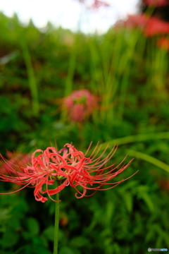 彼岸花２
