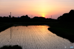 夕焼け田んぼ