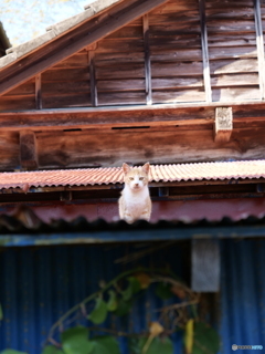 屋根の上