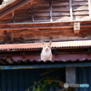 屋根の上