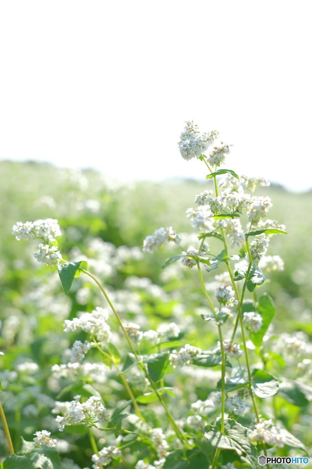 そばの花