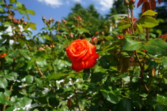 薔薇が咲きはじめた