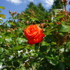 薔薇が咲きはじめた
