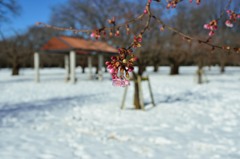 大雪の東京３