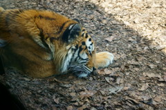 旭山動物園の虎