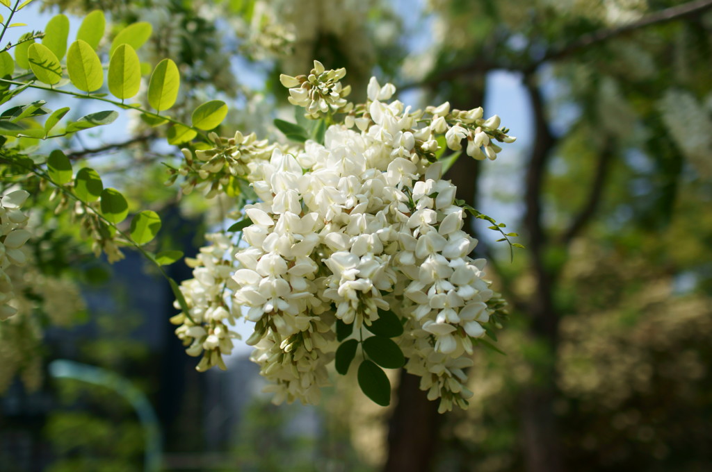 ニセアカシアの花が咲きはじめた