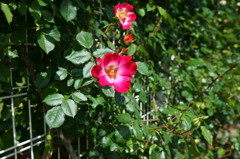 薔薇