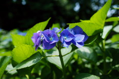 公園の紫陽花