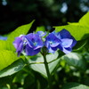 公園の紫陽花