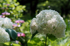 白い紫陽花