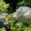 白い紫陽花