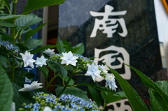街中の紫陽花