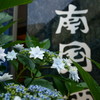 街中の紫陽花