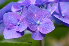 紫陽花