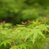 DSC00433