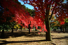 紅葉