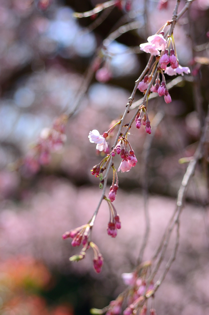 咲きはじめた枝垂桜
