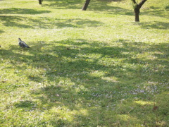 鳥とはらっぱ