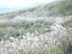 ススキ野原