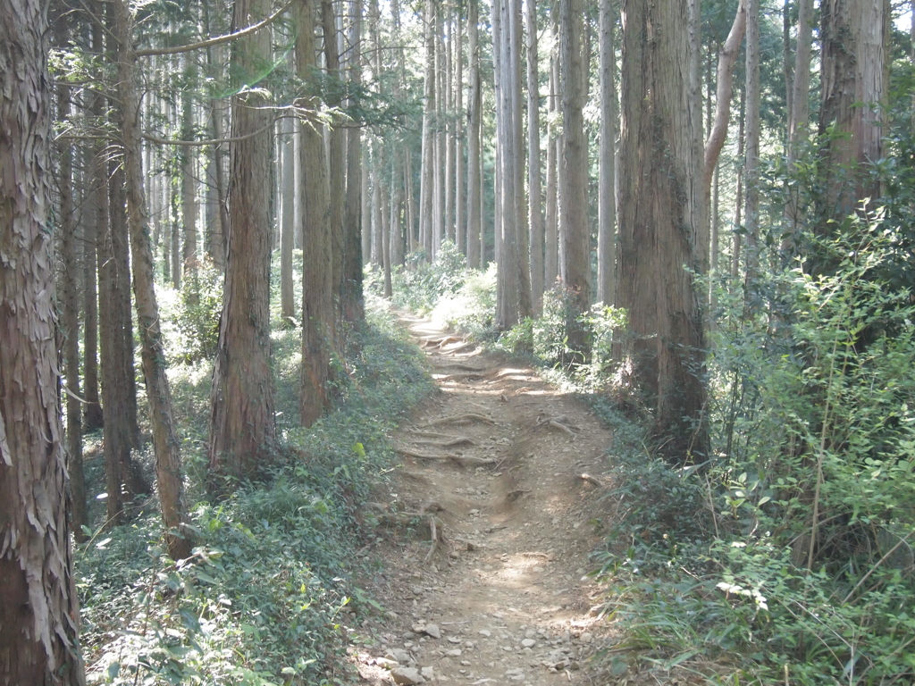 小鳥のさえずりが聞こえる