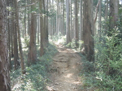 小鳥のさえずりが聞こえる