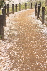 桜の小路