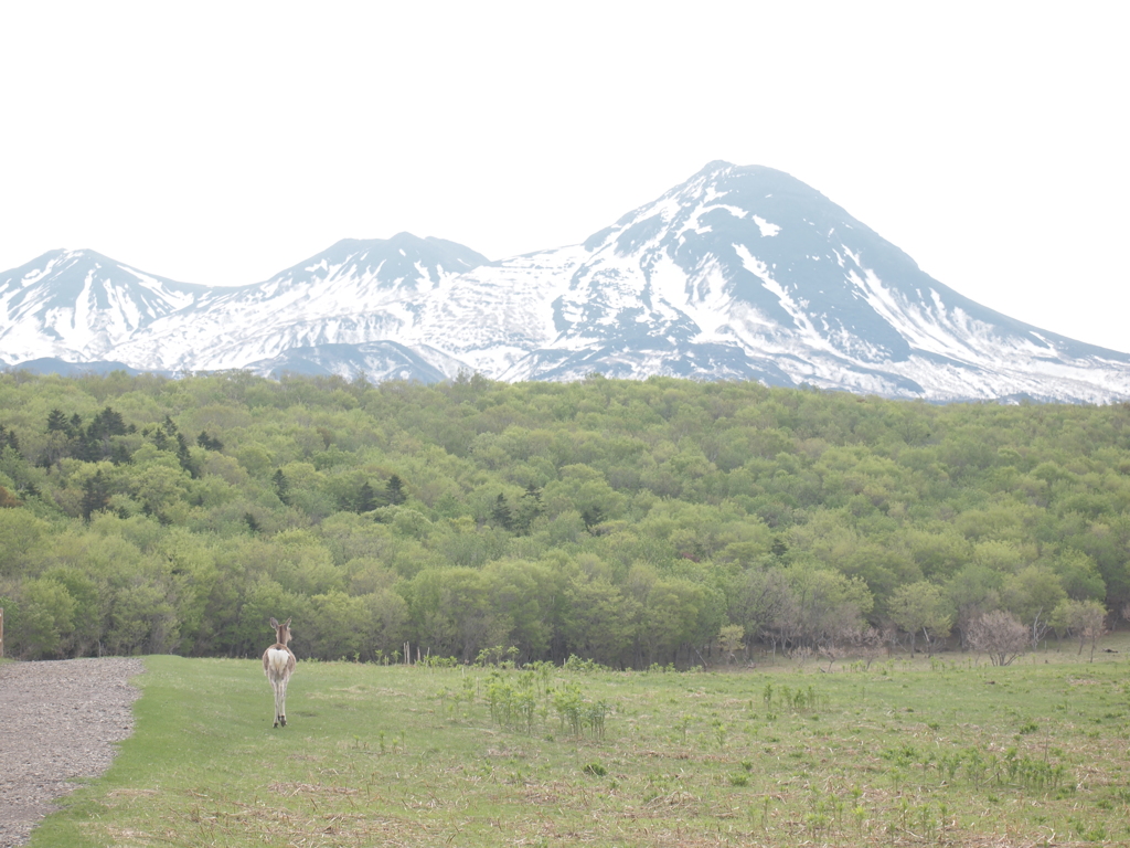 エゾシカと知床連山