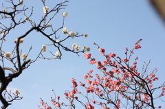 紅白