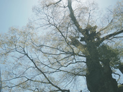 大きな大きな木の新緑