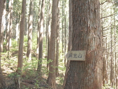 森の中