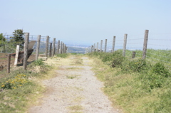 お散歩日和