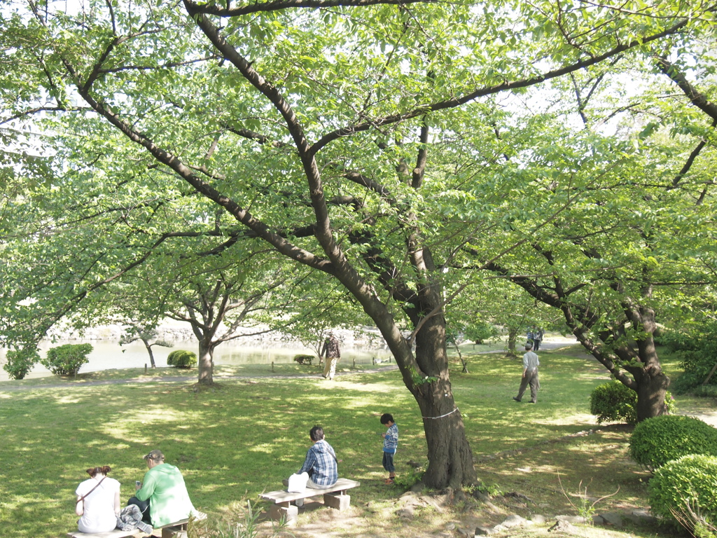 桜の木の下