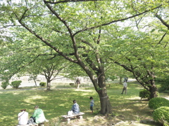 桜の木の下