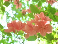 山のつつじ