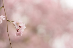 桜色