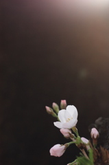 桜開花の音