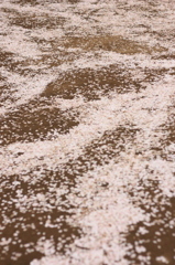 桜道