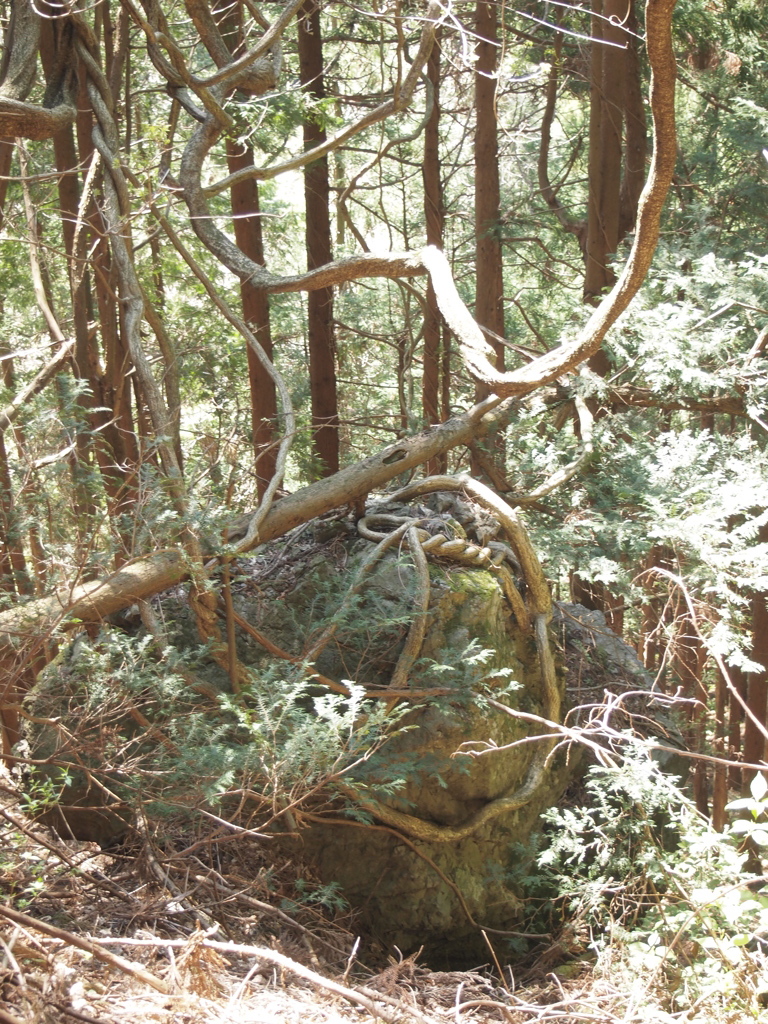 大自然の産物