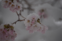 春雪と桜7
