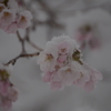 春雪と桜7