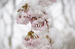 春雪と桜5