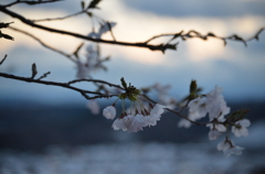 夕暮れ桜1