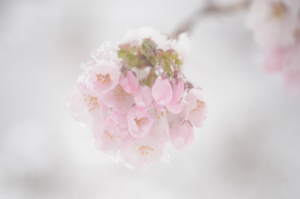 春雪と桜8