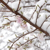 春雪と桜6