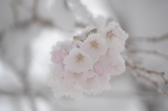 春雪と桜9